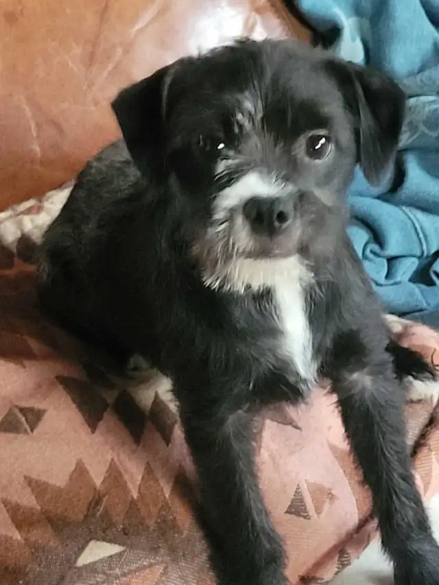 UPDATE!!! Crested Hairless Bostons , price reduced! in Dogs & Puppies for Rehoming in Norfolk County - Image 7