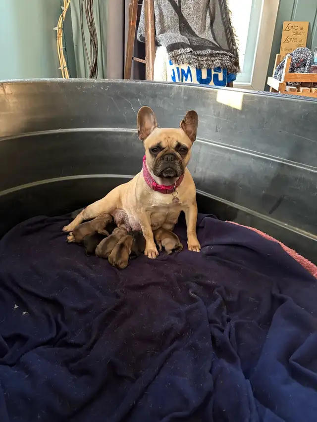 French bulldog Pups in Dogs & Puppies for Rehoming in Winnipeg - Image 6