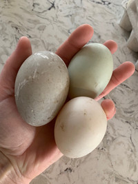 Fertilized duck eggs 
