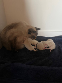  Pure Siamese cats just given birth day 