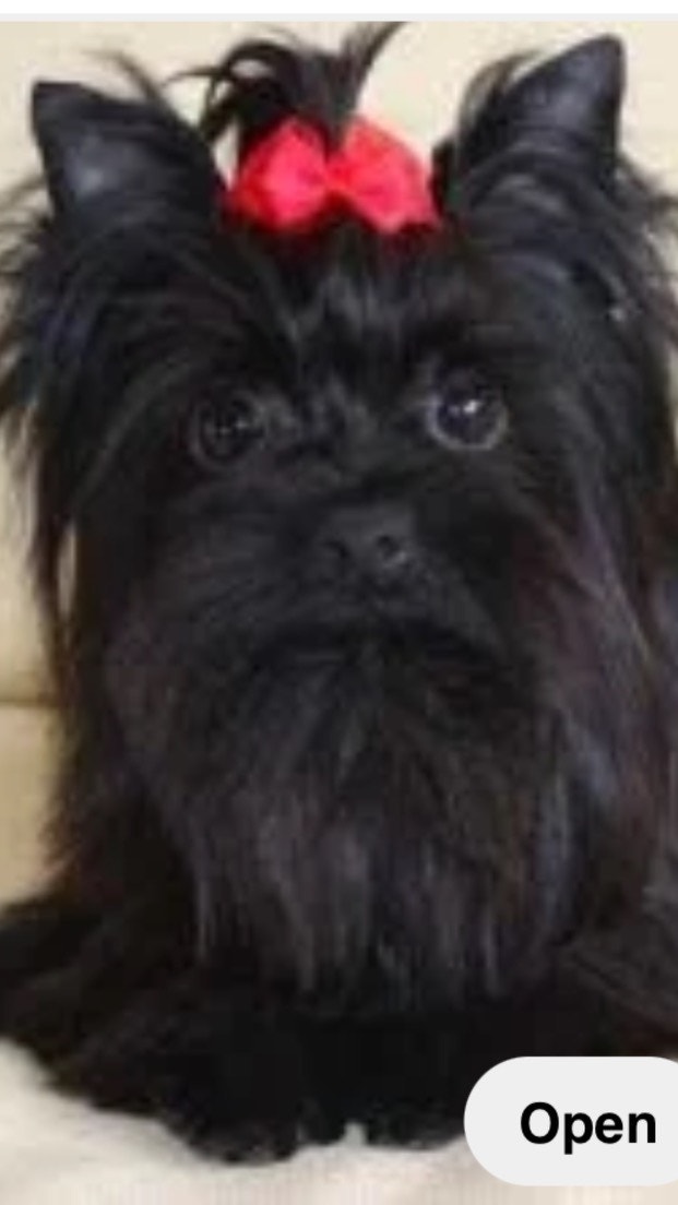 Quality Canadian teacup doll face yorkies Dogs & Puppies for Rehoming