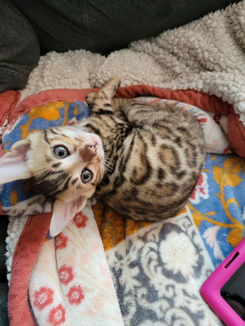 Stunning Purebred Male Bengal Kitten Cats & Kittens for Rehoming