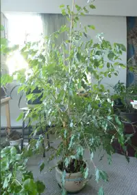 Ficus plant 6"  or smaller ,all healthy in quality pots various$
