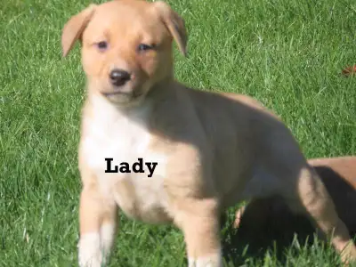 Collie retriever mix puppies., View more