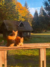 Free Two Female Orange Tabby Cats