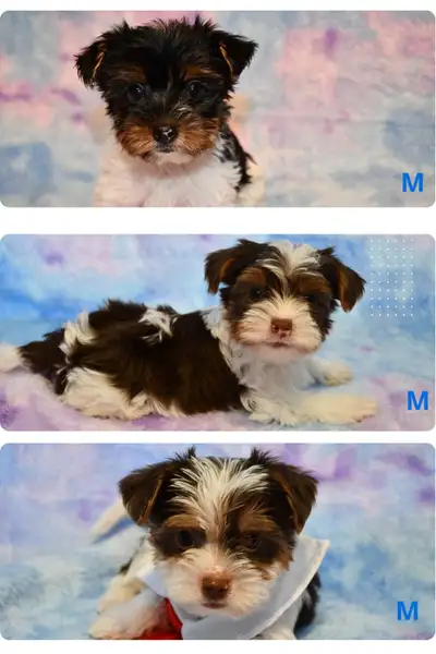 Magnifiques chiots Biewer et Biro (Négociable), View more