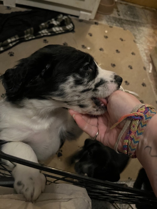 Border Collie lab pups 2 LEFT Dogs & Puppies for Rehoming London