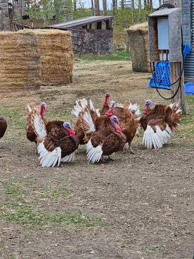 Bourbon Red Turkey's , View more