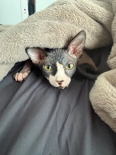 Chat Sphynx (8 mois) mâle, View more