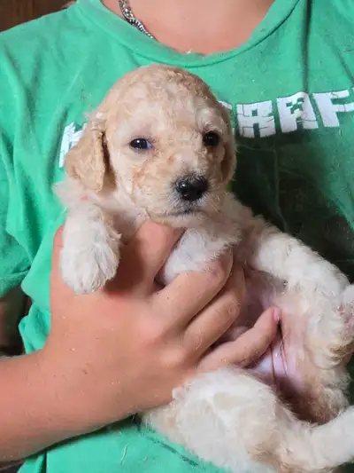 CUTE CUDDLY GOLDENDOODLE PUPS, View more