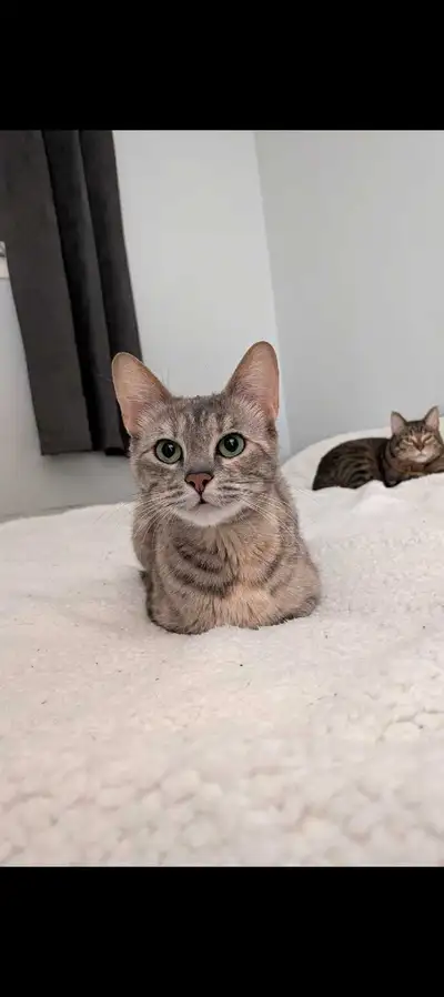 Maincoon, Blue Russian and Bengal mix Female Cat, View more