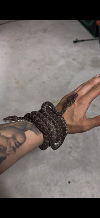 1.1 rough scaled pythons
