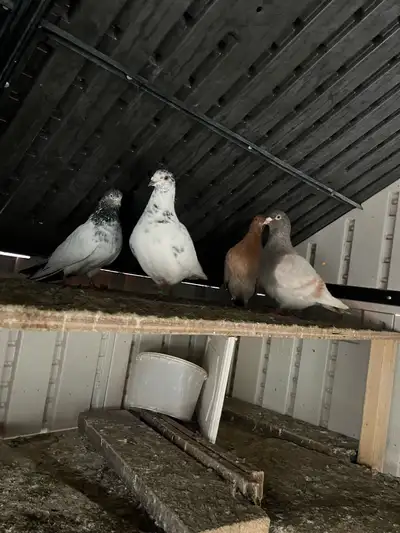  pigeons ////, View more