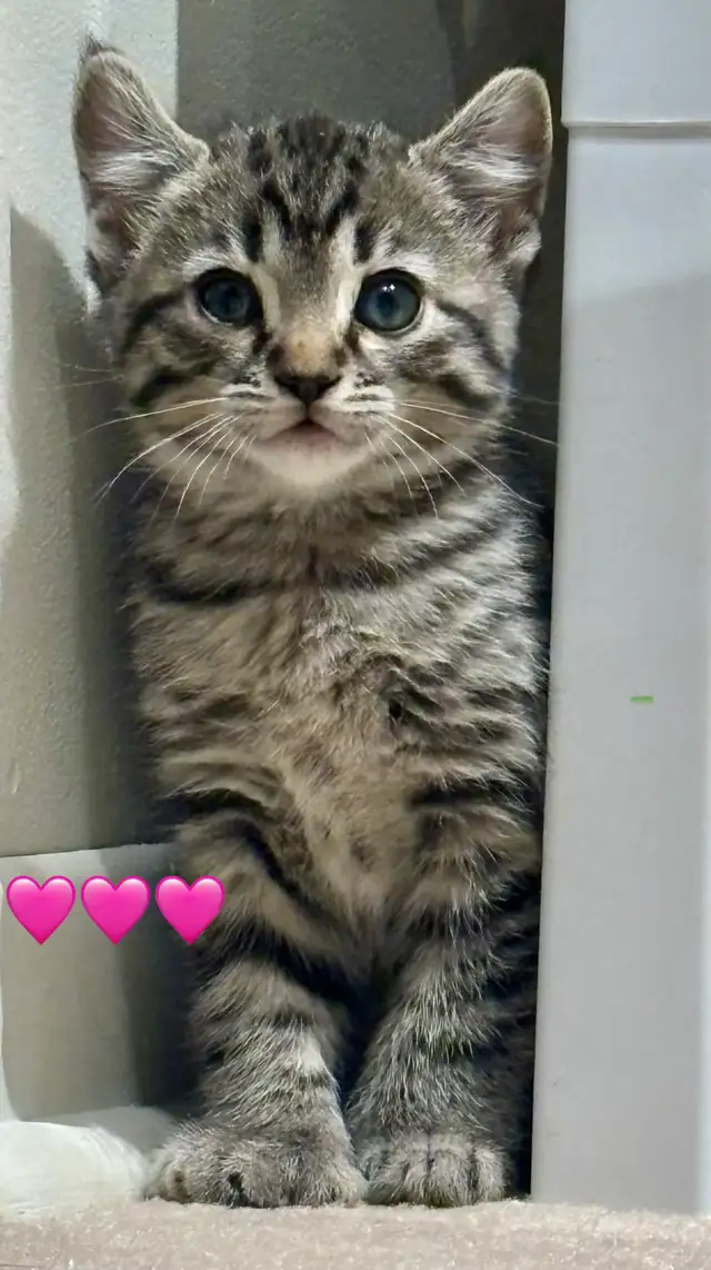 Chatons Highland Lynx in Cats & Kittens for Rehoming in Laval / North Shore - Image 2
