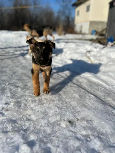 German Shepherd puppies, View more