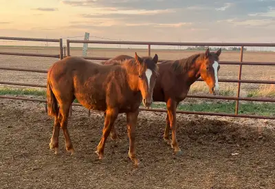 2 yearlings for sale. 1 filly and 1 stud colt. Both from registered cow bred stock selling as grade....