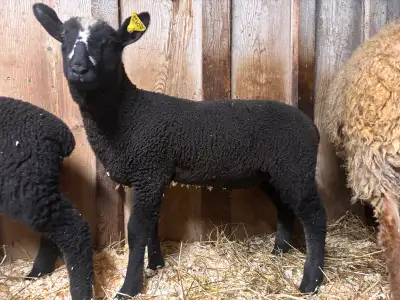 CROSS BRED RAM LAMBS, View more