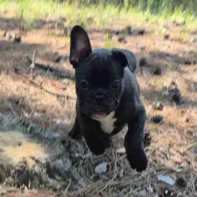 Purebred French Bulldog Puppy, View more