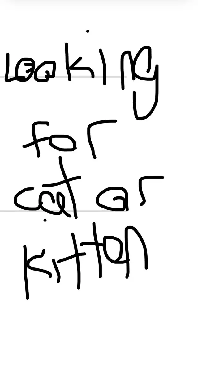 looking for a young cat/kitten in Cats & Kittens for Rehoming in Thunder Bay - Image 2
