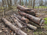 Free wood for the taking - Carleton Place