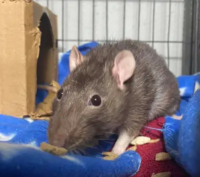 Older Male Rat, View more