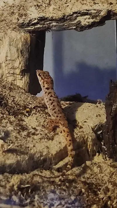 binoei gecko for sale, View more