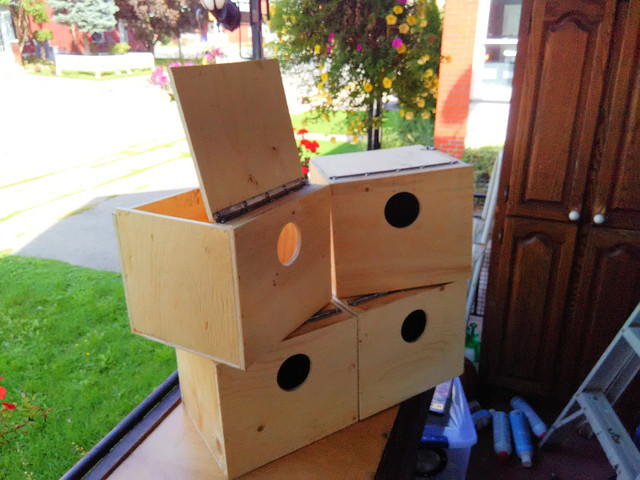 Bird Nest Boxes in Birds for Rehoming in Oshawa / Durham Region - Image 2
