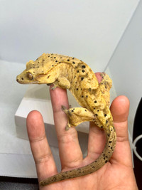 Dalmation Crested Gecko