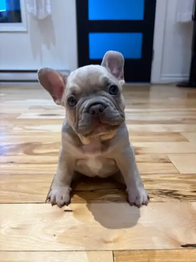 French bulldog puppies only 3 left!, View more