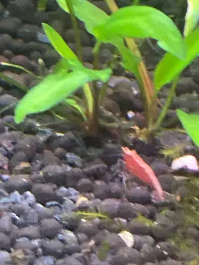 neocaridina shrimp culls/wild, View more