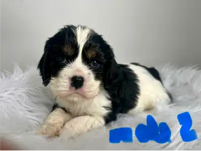 Cocker spaniel/cavalier king Charles mix, View more