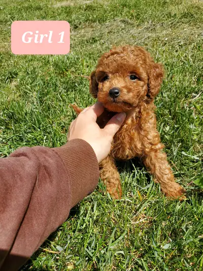 Toy poodle puppies, View more