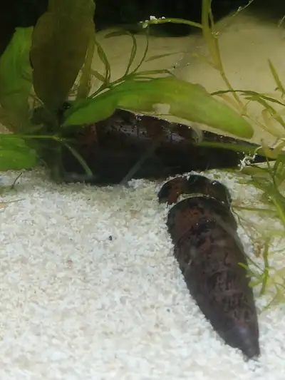 2 devil snails, View more