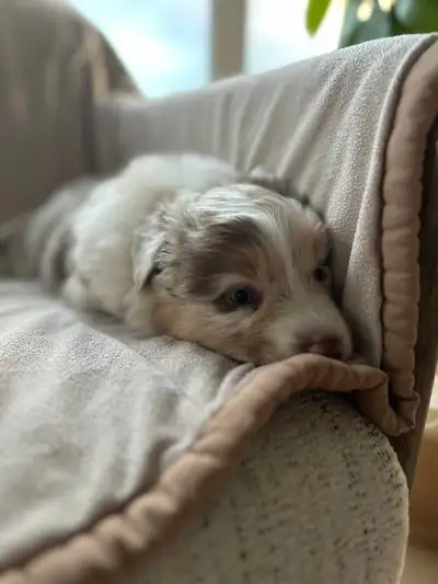 Australian Shepherd Puppies ❤️, View more