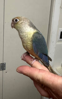 Violet yellow-side conure baby
