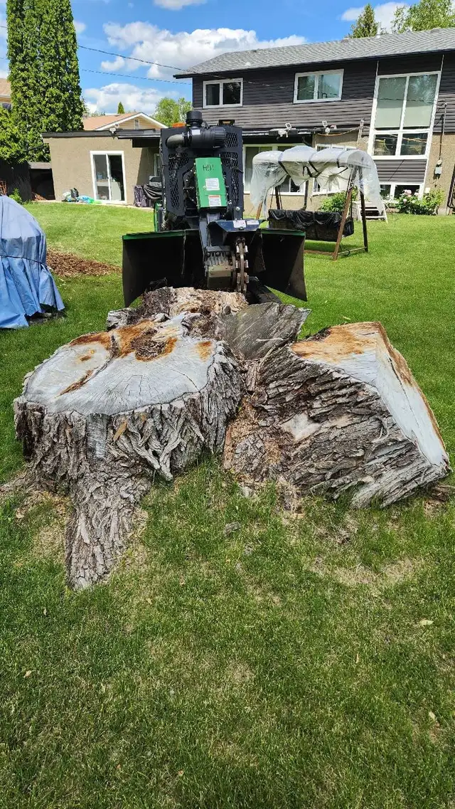 Quality Low Cost Stump Grinding in Lawn, Tree Maintenance & Eavestrough in Saskatoon - Image 4