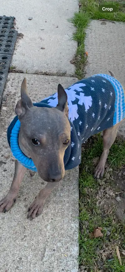 Lonely? Stressed? Meet WARM CUDDLY American Hairless PUPPIES, View more