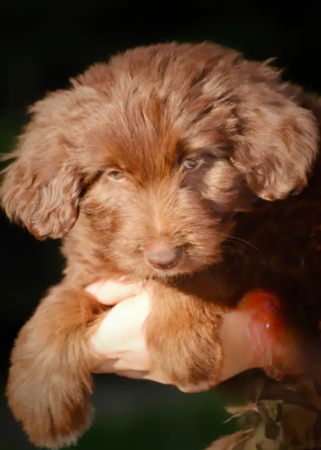 DOODLES TRÈS RARES BORDOODLES F1, CHOIX DE 6 COULEURS ,CHIOTS, in Dogs & Puppies for Rehoming in Laurentides - Image 9