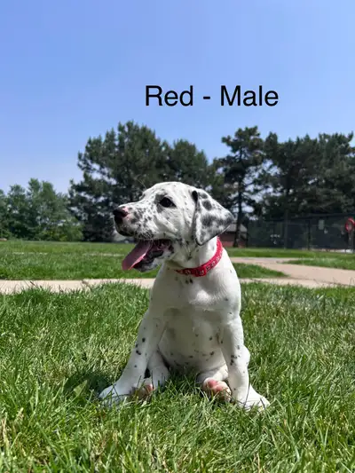 Dalmatian puppies for sale in Leamington. $800 Our male (Dalmatian) and female (American bulldog / E...