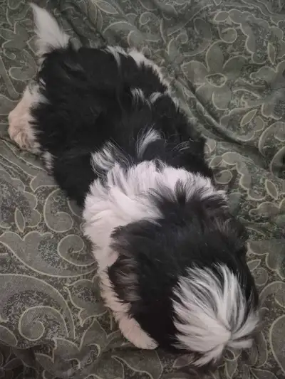 Shihtzu boy and minature schnauzer cross boy, View more