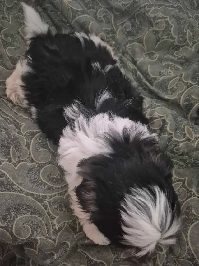 Minature schnauzer cross shihtzu boy in Dogs & Puppies for Rehoming in Owen Sound - Image 7
