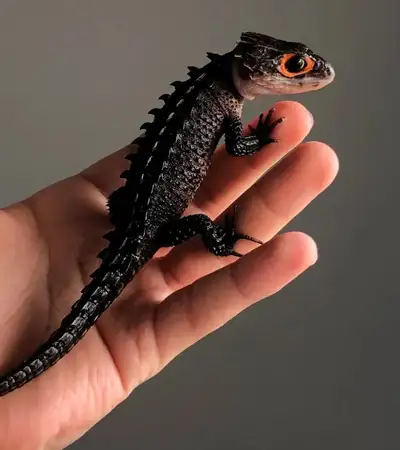 Amazing Lizards, View more