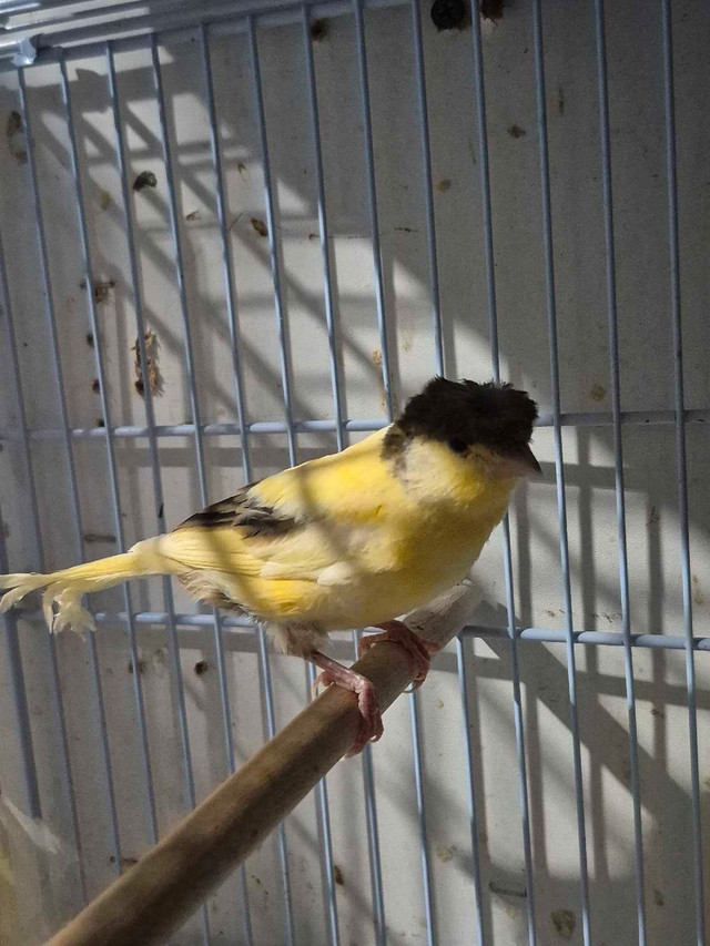 Male canary $100 in Birds for Rehoming in London - Image 2
