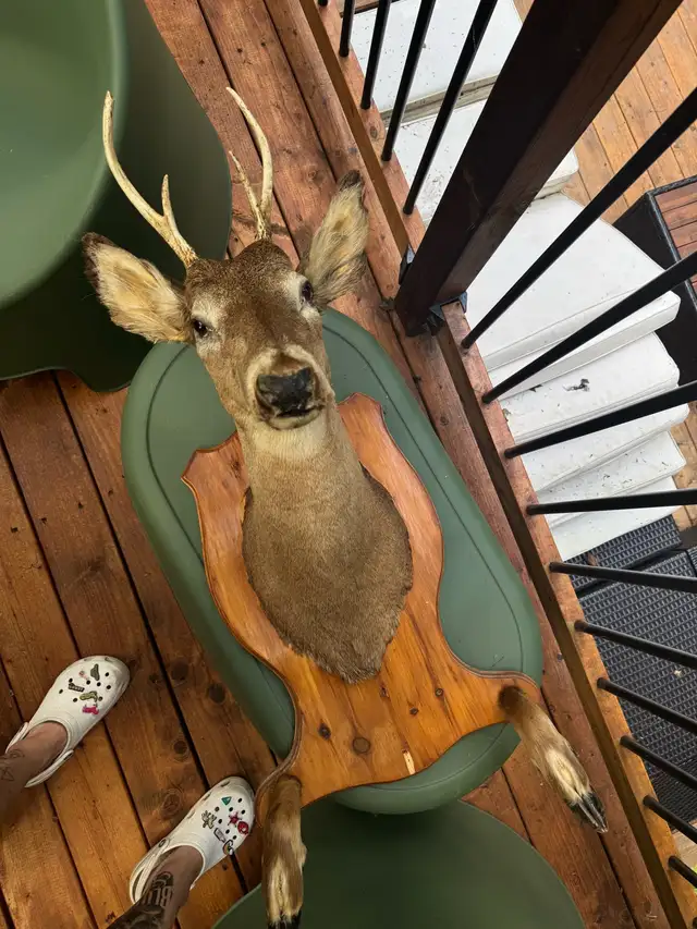 Tête chevreuil et pattes avant taxidermie  in Other in Laurentides - Image 2