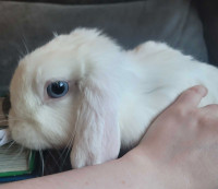 Blue-Eyed Mini Lop Doe (Female) Ready for Forever Home