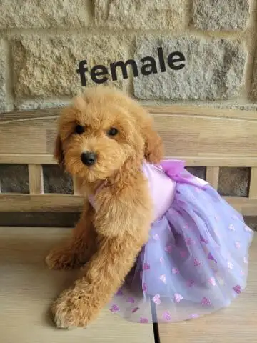MINI F1B GOLDENDOODLE in Dogs & Puppies for Rehoming in Owen Sound - Image 4