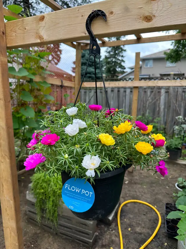 Multiple color Moss Rose  in the large hanging basket- it is ea in Plants, Fertilizer & Soil in Hamilton - Image 7