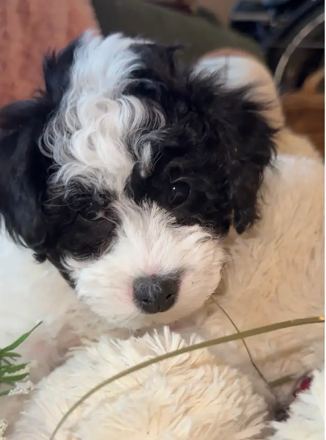 Adorable Charismatic Poochons in Dogs & Puppies for Rehoming in Delta/Surrey/Langley - Image 4