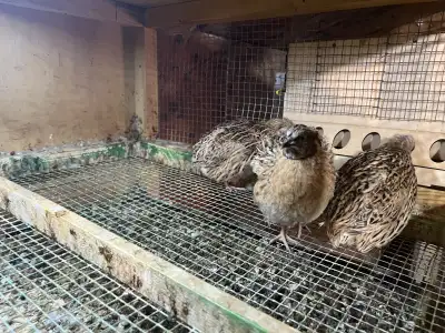 italian Jumbo Quails (Sold out), View more