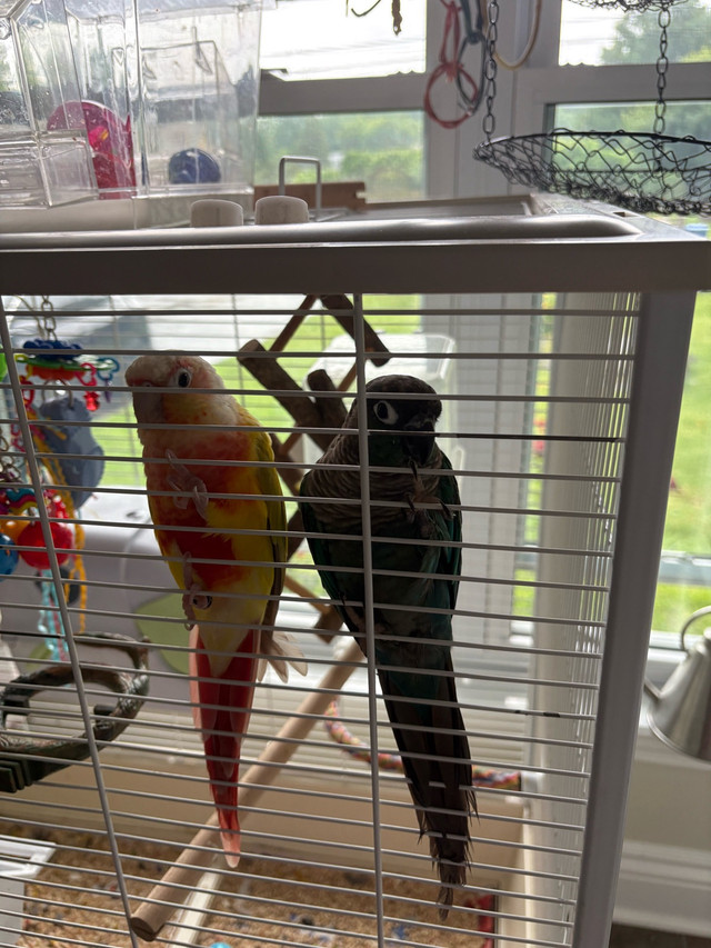2 conures dans Oiseaux à adopter  à Laurentides